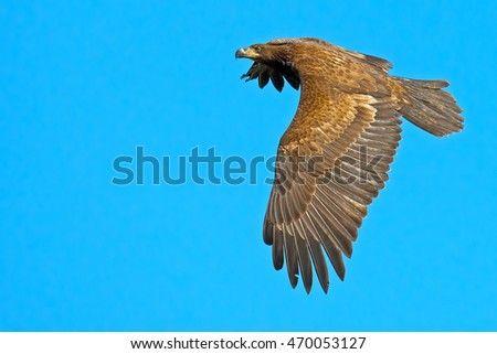 Similar – Image, Stock Photo Big vulture in flight Face