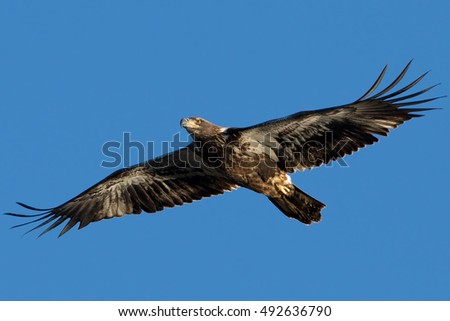 Juvenile Bald Eagle in flight