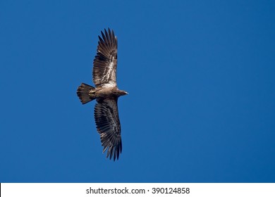 Juvenile Golden Eagle Images Stock Photos Vectors