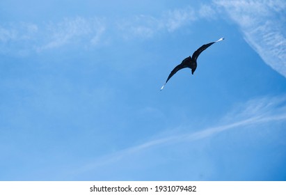 A Juvenile Bald Eagle In Flight Making A Turn In The Blue Sky. The Dark Bird Has Light Wing Tips And Its Head Is Pointing Down As It Makes A Turn.