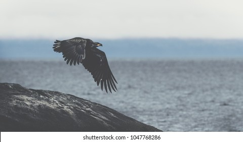 Juvenile bald eagle flying by the pacific coastline of vancouver island british columbia canada