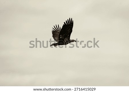 Juvenile Bald Eagle Gliding Through Overcast Sky With Wide Copy Space for Conceptual or Corporate Design