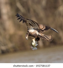 Juvenile Bald Eagle Hunting For Fish