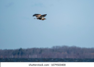 Juvenile Bald Eagle in Ontario,Canada