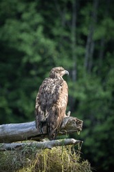Juvenile Bald Eagle Perched On A Log With Trees In The Background, Khutze River, Khutze Inlet, British Columbia, Canada