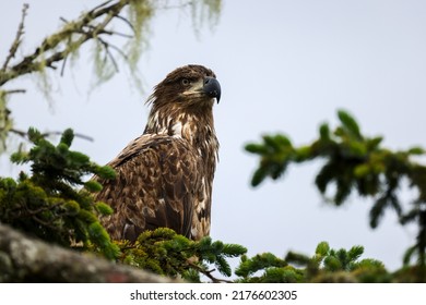 A Juvenile Bald Eagle in a Tree - Shutterstock ID 2176602305