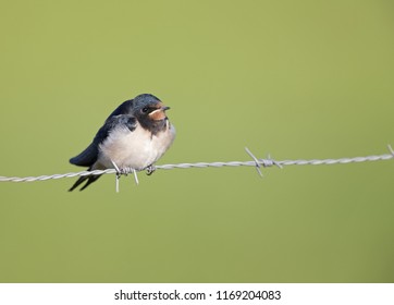 1000 Juvenile Barn Swallow Stock Images Photos Vectors