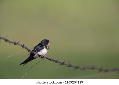 1000 Juvenile Barn Swallow Stock Images Photos Vectors