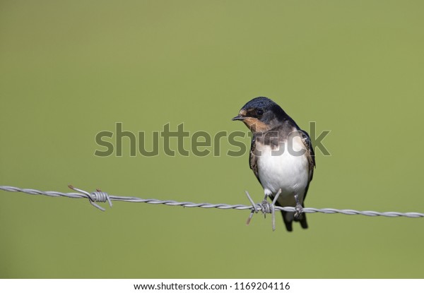 Juvenile Barn Swallow Hirundo Rusticaresting Waitingperched Stock