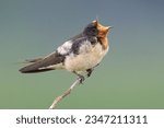 Juvenile Barn swallow waiting for parent to come back to feed. Open Wide.