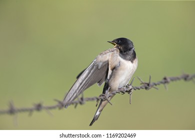 1000 Juvenile Barn Swallow Stock Images Photos Vectors