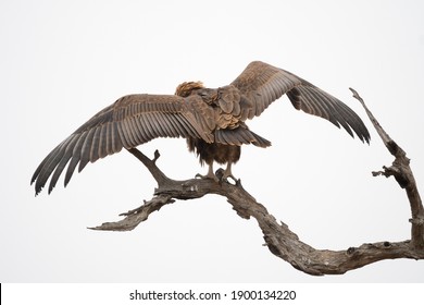 Juvenile Bateleur (Terathopius Ecaudatus) Eagle Showing Its Wing Span From The Rear In The Wild At Kruger National Park, South Africa