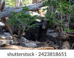 Juvenile Bear in Grand Teton National Park Near Amphitheater Lake