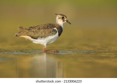 Juvenile Bird, Northern Lapwing, Vanellus Vanellus, Charadriidae, 