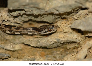 Juvenile Black Rat Snake Crawling Rock Stock Photo 747956593 | Shutterstock