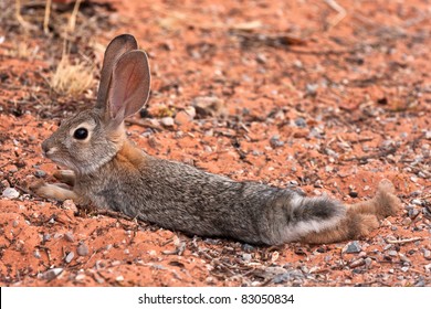 Juvenile Black Tailed Desert Jack Rabbit