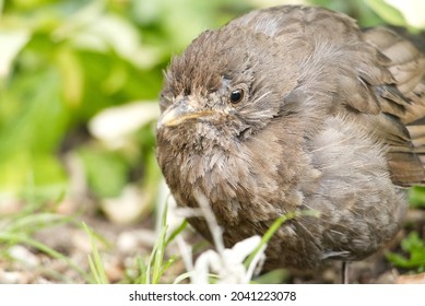 A Juvenile Blackbird Suffering From Suspected Trichomoniasis (or Canker), A Disease Caused By The Protozoa Trichomonas Gallinae. Infected Birds Have Difficulty Eating And Looked Ruffled Or Puffed Up.