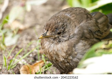 A Juvenile Blackbird Suffering From Suspected Trichomoniasis (or Canker), A Disease Caused By The Protozoa Trichomonas Gallinae. Infected Birds Have Difficulty Eating And Looked Ruffled Or Puffed Up.