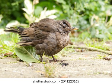 A Juvenile Blackbird Suffering From Suspected Trichomoniasis (or Canker), A Disease Caused By The Protozoa Trichomonas Gallinae. Infected Birds Have Difficulty Eating And Looked Ruffled Or Puffed Up.