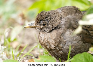 A Juvenile Blackbird Suffering From Suspected Trichomoniasis (or Canker), A Disease Caused By The Protozoa Trichomonas Gallinae. Infected Birds Have Difficulty Eating And Looked Ruffled Or Puffed Up.