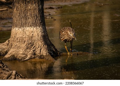 Juvenile Black-crowned Night Heron Fishes In The Marsh