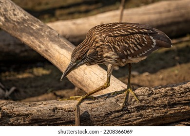 Juvenile Black-crowned Night Heron Fishes In The Marsh