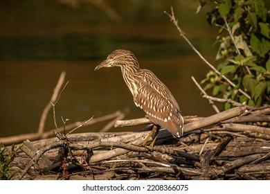 Juvenile Black-crowned Night Heron Fishes In The Marsh