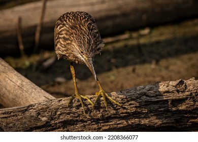 Juvenile Black-crowned Night Heron Fishes In The Marsh