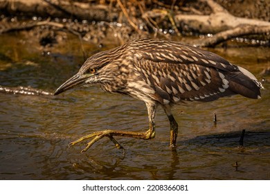 Juvenile Black-crowned Night Heron Fishes In The Marsh