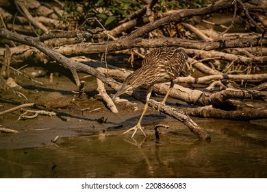 Juvenile Black-crowned Night Heron Fishes In The Marsh