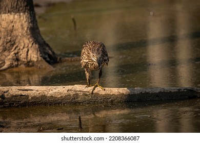 Juvenile Black-crowned Night Heron Fishes In The Marsh