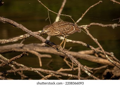 Juvenile Black-crowned Night Heron Fishes In The Marsh