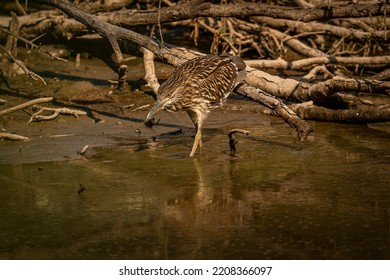 Juvenile Black-crowned Night Heron Fishes In The Marsh