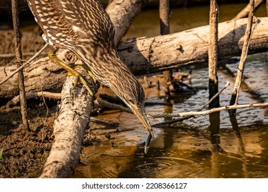 Juvenile Black-crowned Night Heron Fishes In The Marsh