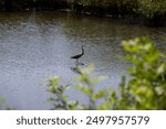 Juvenile blue heron at Merritt Island Wildlife Refuge