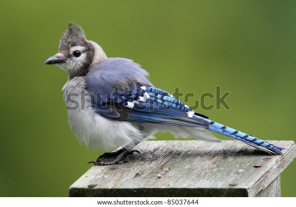 Juvenile Blue Jay Corvid Cyanocitta On Stock Photo (Edit Now) 85037644