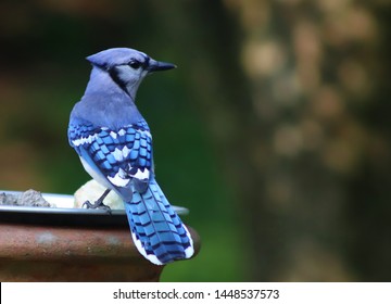 Juvenile Blue Jay with green background