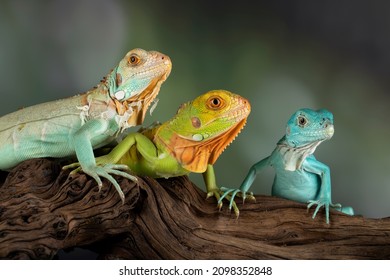 Juvenile Blue Red Red Blue Iguanas Stock Photo 2098352848 | Shutterstock