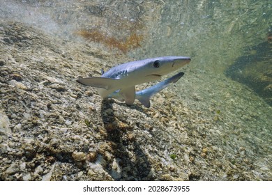Juvenile blue shark, Prionace glauca, underwater in shallow water, Atlantic ocean, Galicia, Spain