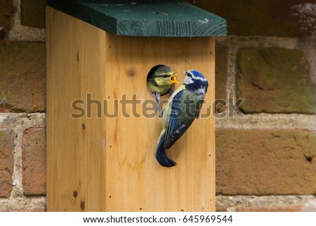 Juvenile Blue Tit (Cyanistes Caerules) fledging from nest box in Lechlade, UK
