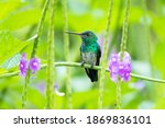 A juvenile Blue-chinned Sapphire hummingbird perching in a Vervain plant with purple flowers. hummingbird resting in natural surrounding. Bird in nature. Garden