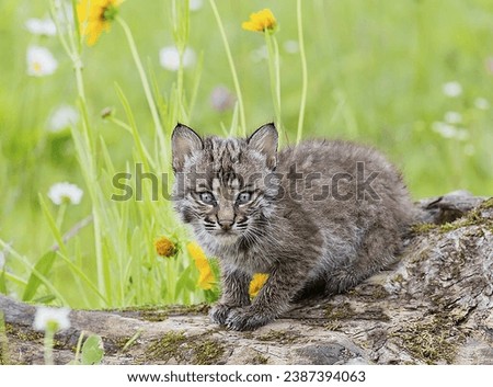 Juvenile Bobcat  Lynx rufus  North America