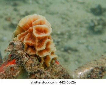 Juvenile Brain Coral