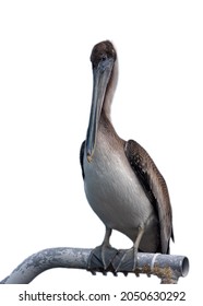 Juvenile Brown Pelican Perched On A Rusted Post Isolated On White