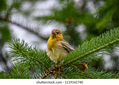 Juvenile Bullock's Oriole