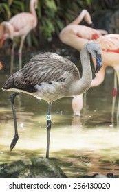 Juvenile Chilean Flamingo Chick