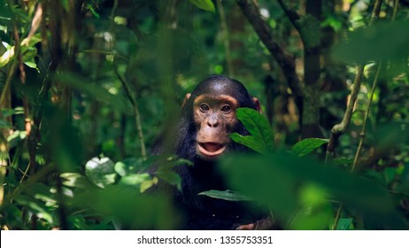 Juvenile Chimp At Kibale National Park