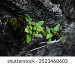 The juvenile Chinese brakes (Pteris vittata) grow on the rocky wall at the cemetery in northern Taiwan.