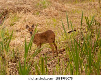 Juvenile Chinese Water Deer Startled By A Noise.