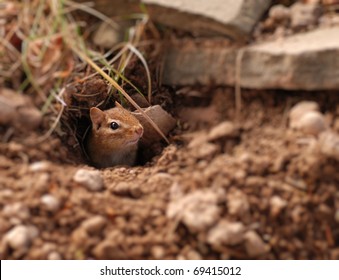 Juvenile Chipmunk Emerges From Their Brand New Burrow